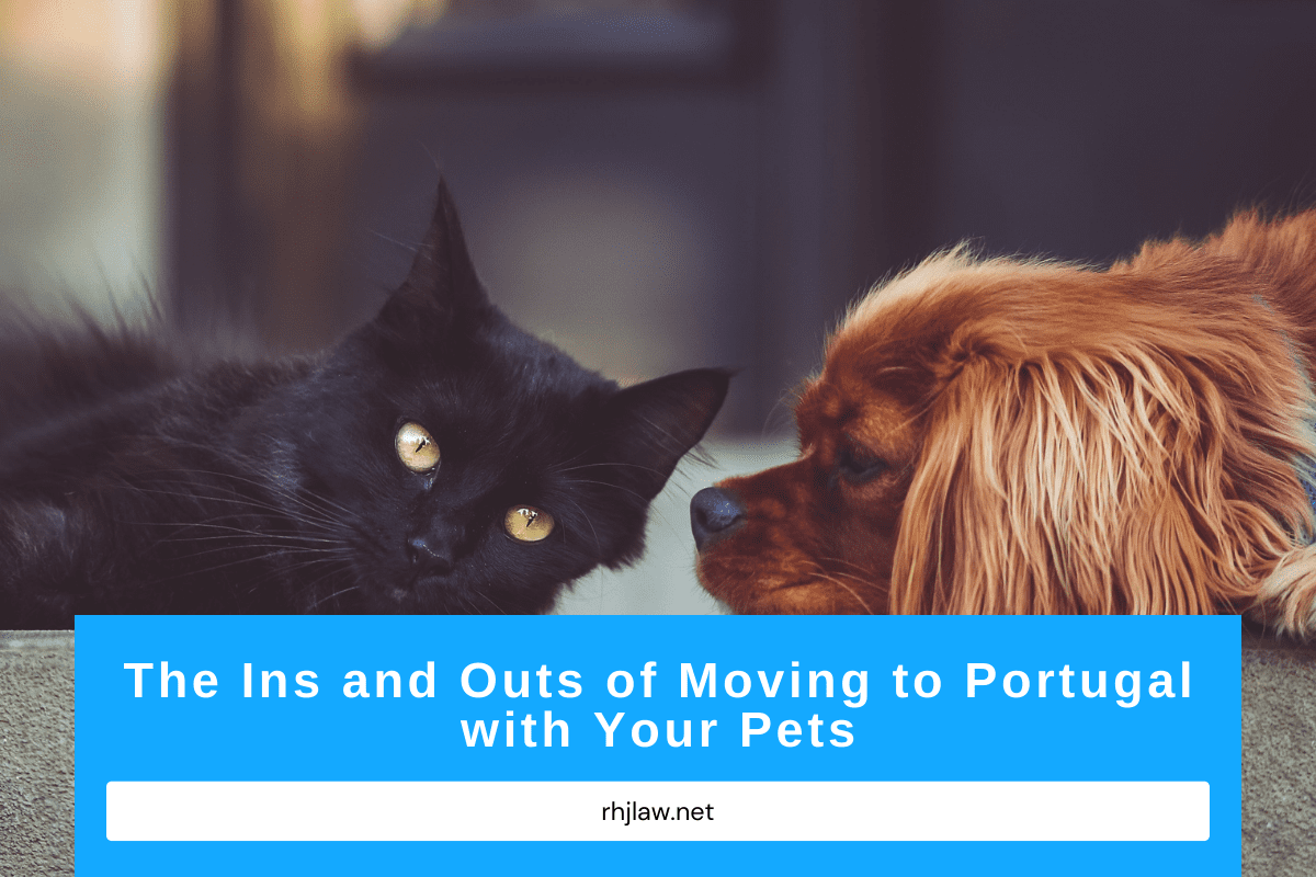 The Ins and Outs of Moving to Portugal with Your Pets